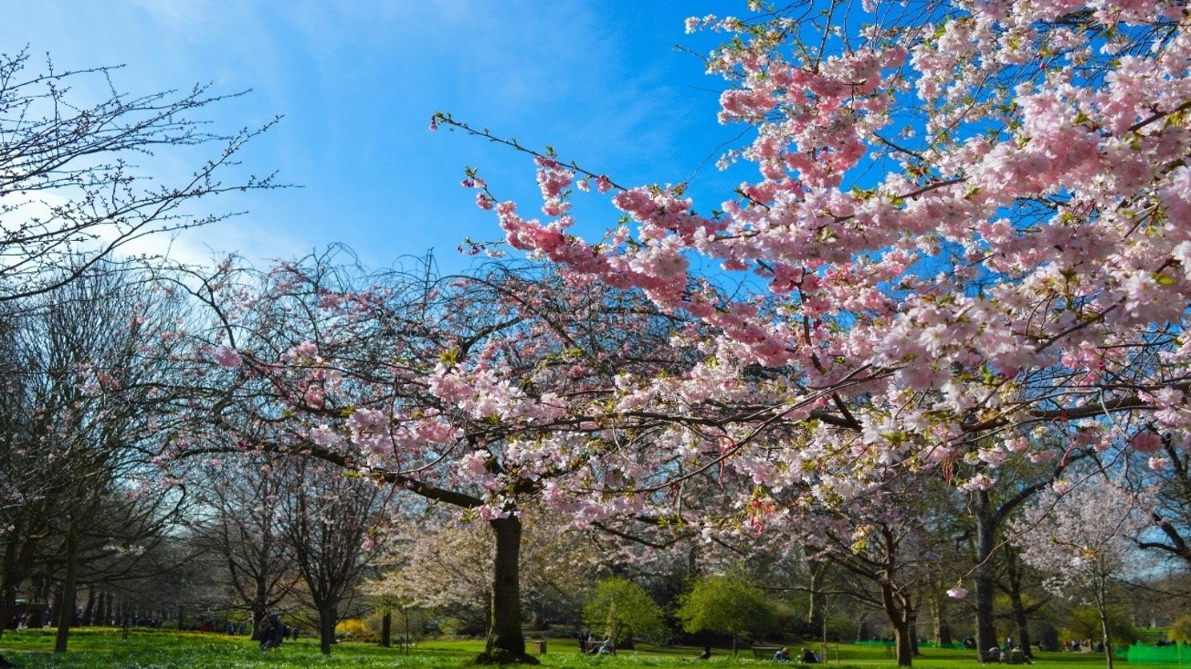 London trees in spring blossom